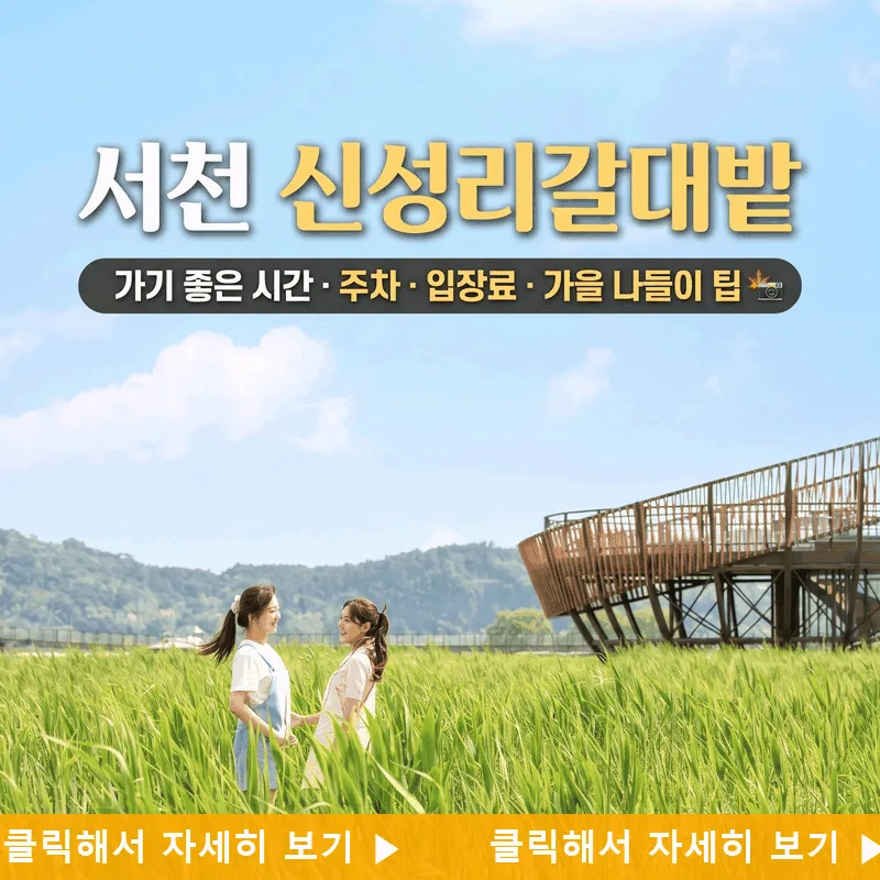 서천 신성리갈대밭 가기 좋은 시간 주차 입장료 가을 나들이 팁