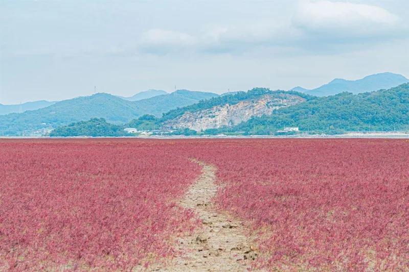 석모도 칠면초 군락지