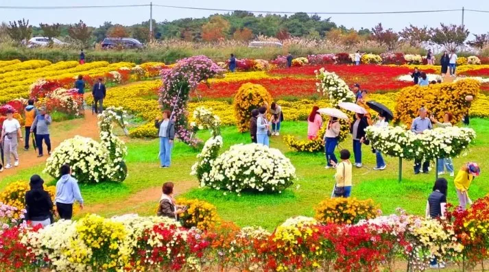 서산국화축제 / 사진=서산시 공식 블로그