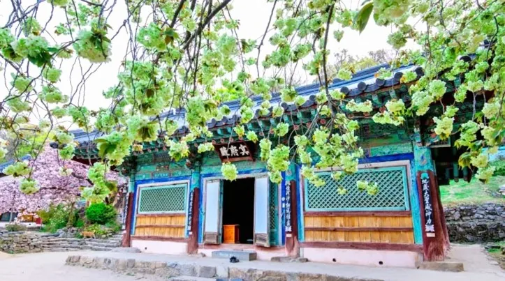 개심사 청벚꽃 / 사진=충남관광