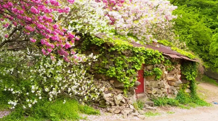 서산 개심사 봄 풍경 / 사진=게티이미지뱅크
