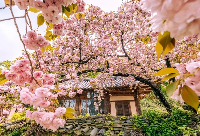 개심사 상세이미지5