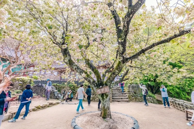 개심사 상세이미지8