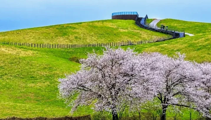 서산한우목장 벚꽃 핀 모습 / 사진=충남관광