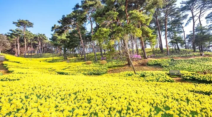 서산 유기방 가옥 수선화 / 사진=게티이미지뱅크