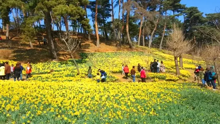 서산 유기방가옥 수선화축제 풍경 / 사진=서산유기방가옥