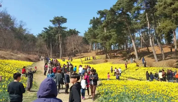 서산 유기방가옥 수선화축제 / 사진=서산유기방가옥
