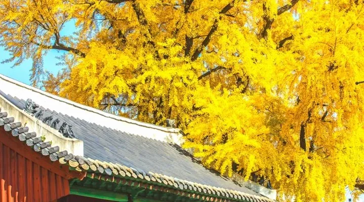 은행나무 모습 / 사진=게티이미지뱅크