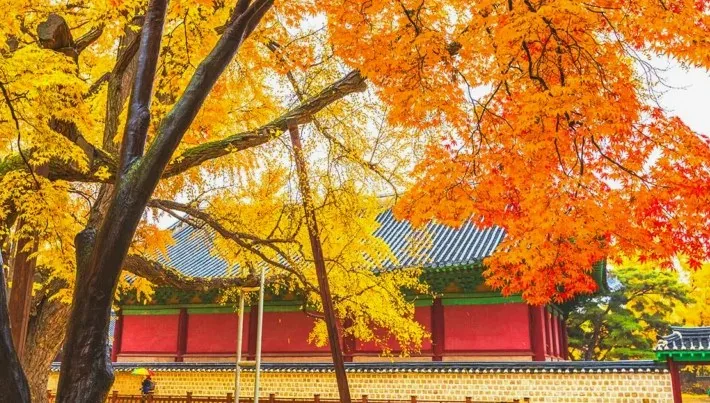 명륜당 단풍 / 사진=게티이미지뱅크