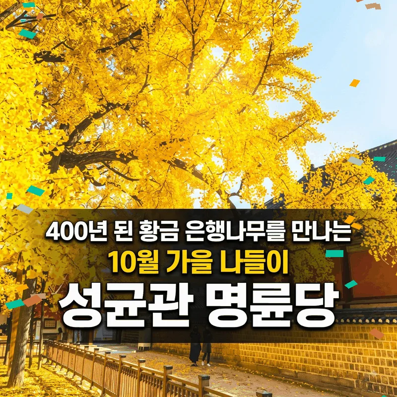 성균관 명륜당, 400년 황금빛 은행나무 만나는 10월 가을 나들이