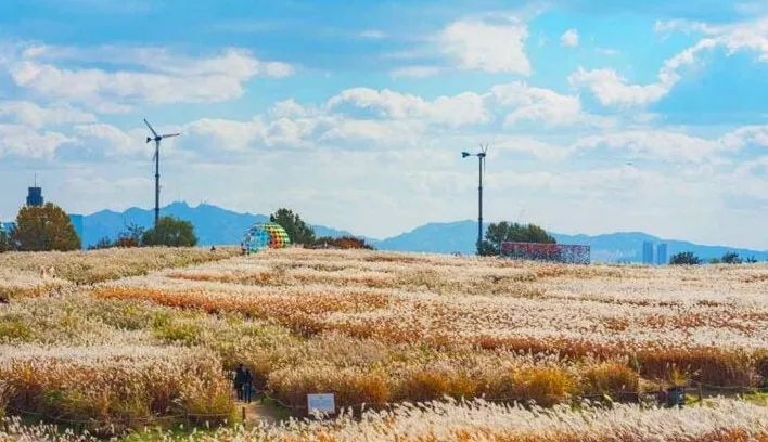 하늘공원 풍경 / 사진=한국관광공사 서문교