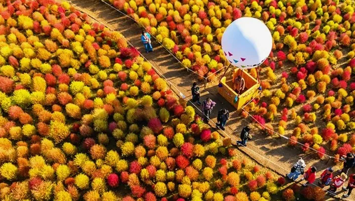 하늘공원 댑싸리 / 사진=서울시 공식 블로그