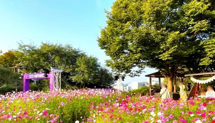 하늘공원 코스모스 / 사진=서울시 공식 블로그
