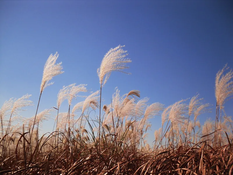 Haneul-Park--reeds