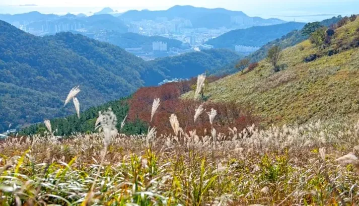 승학산 억새평원 / 사진=게티이미지벵크