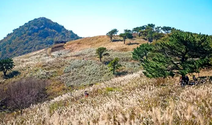 승학산 억새 / 사진=한국관광콘텐츠랩