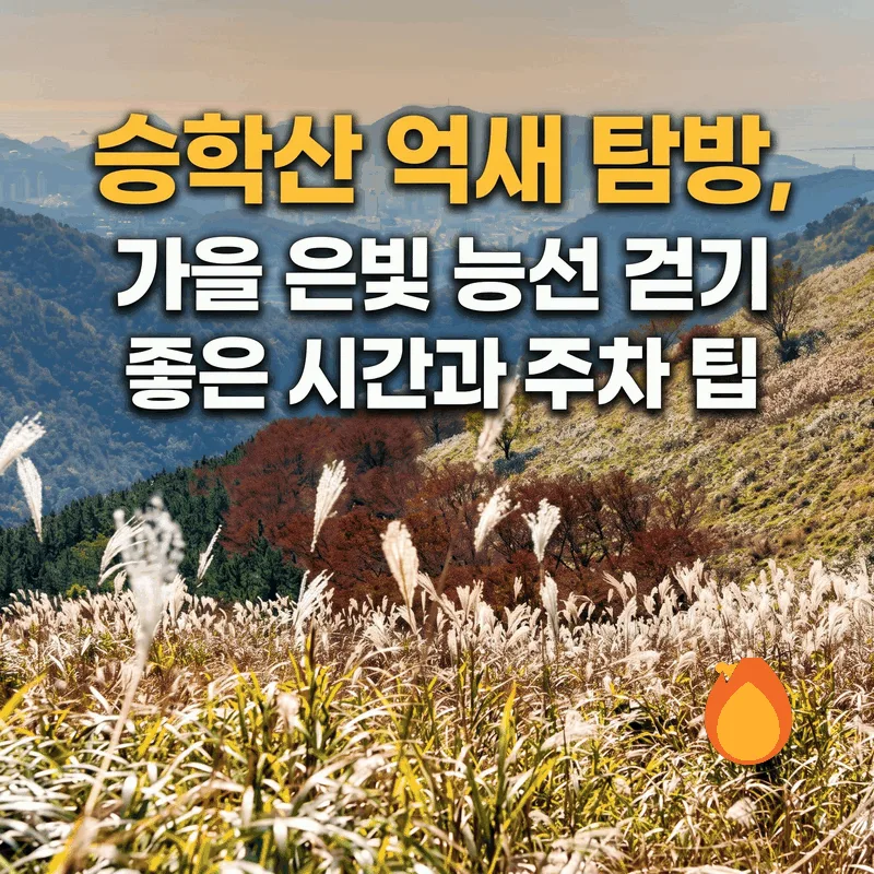 승학산 억새 탐방, 가을 은빛 능선 걷기 좋은 시간과 주차 팁