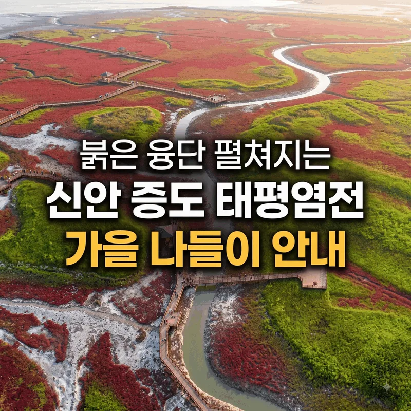 붉은 융단 펼쳐지는 신안 증도 태평염전 가을 나들이 안내