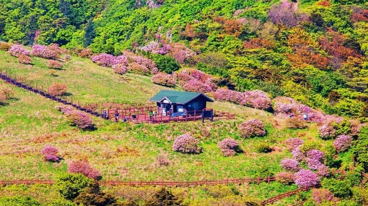 소백산 모습 철쭉 / 사진=게티이미지뱅크