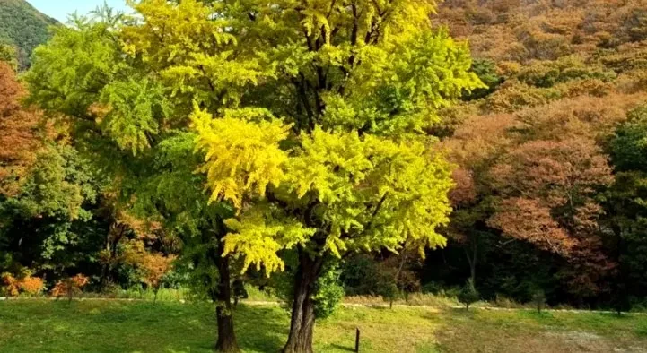 순창 구암사 은행나무 / 사진=순창군공식블로그