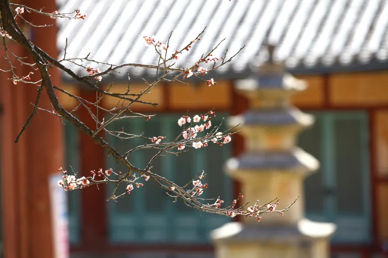 선암사