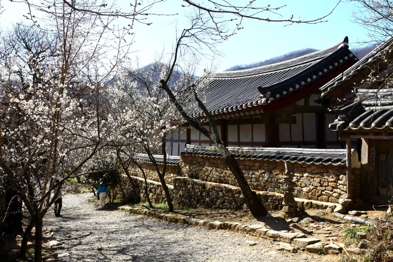 선암사
