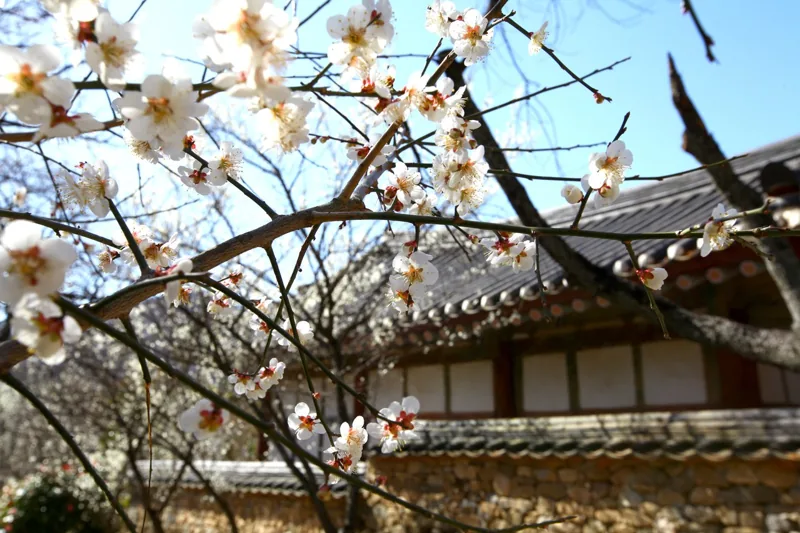 선암사