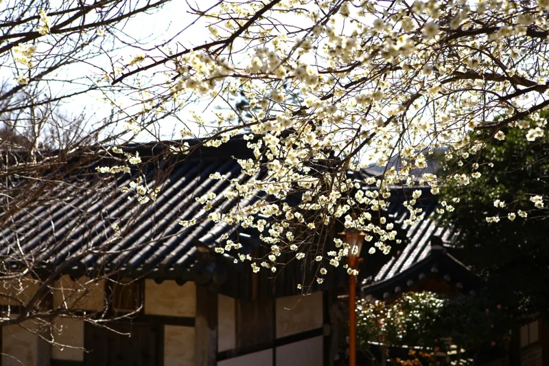선암사