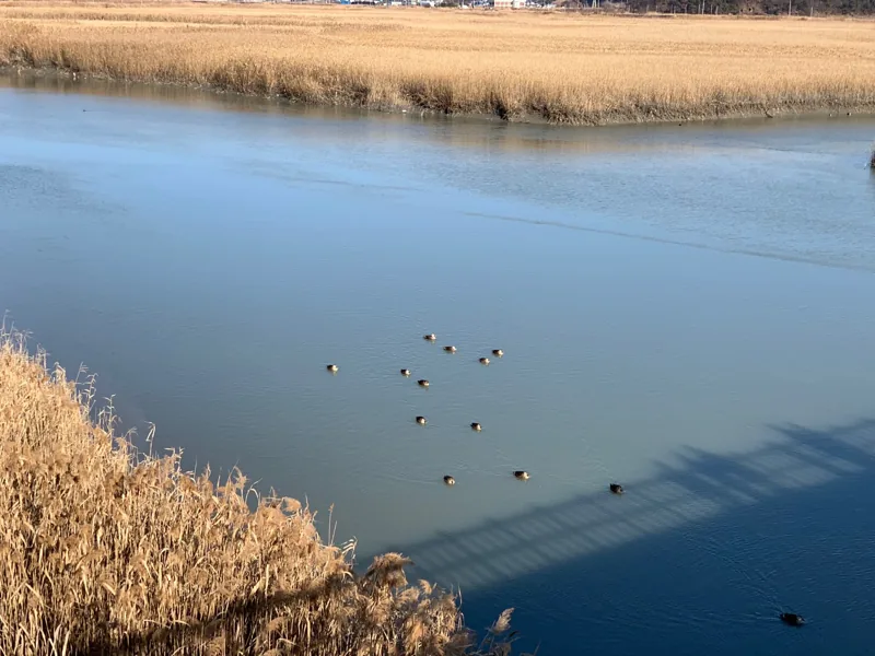 20181231 Suncheon Bay 004