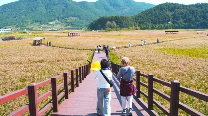 순천만습지 갈대밭 산책 / 사진=순천시 공식 블로그