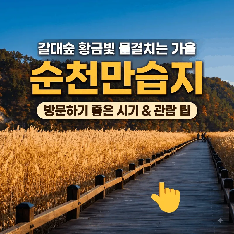 황금빛 갈대물결이 일렁이는 가을 순천만습지 가기 좋은 시간과 관람 팁