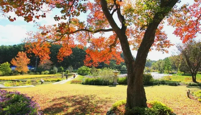 천리포수목원 단풍 / 사진=천리포수목원