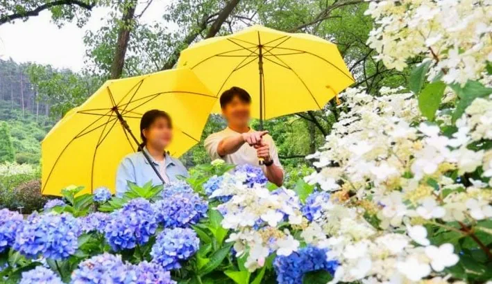 천리포 수목원 수국 구경 / 사진=천리포 수목원