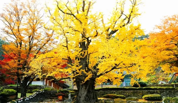 태안 흥주사 은행나무 / 사진=태안군 관광 블로그