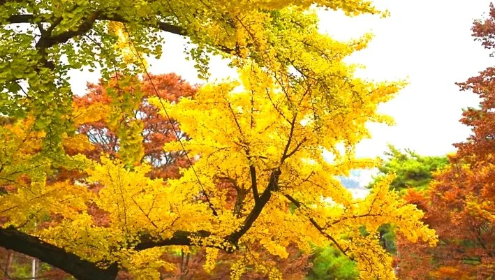 흥주사 은행나무 / 사진=태안군 관광 블로그