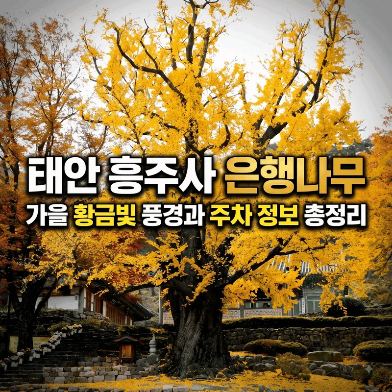 태안 흥주사 은행나무 가을 황금빛 풍경과 주차 정보 총정리