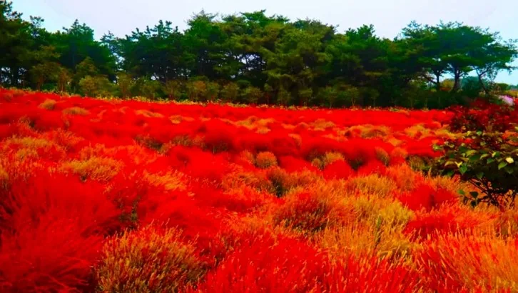코리아플라워파크 댑싸리 / 사진=코리아플라워파크
