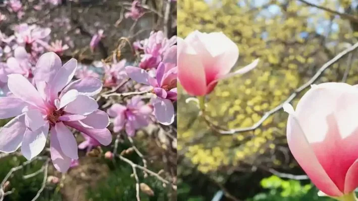 빅 버사 큰별목련과 밀키웨이 목련 / 사진=천리포수목원
