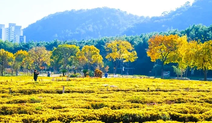 태화강 국가정원 국화 / 사진=울산 공식블로그 이상현