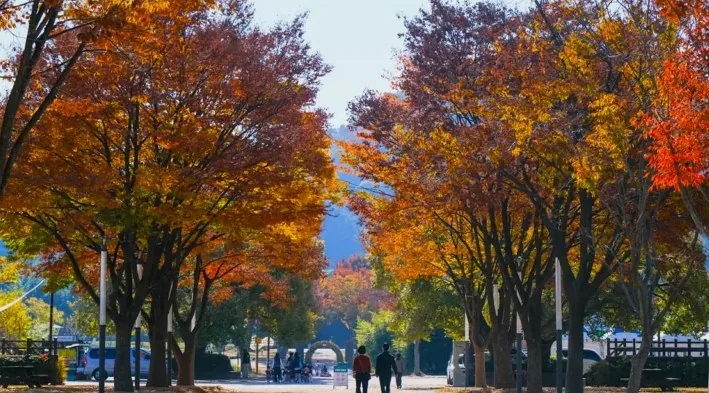 태화강 국가정원 단풍 / 사진=울산 공식블로그 이상현