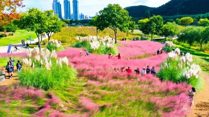태화강 국가정원 가을 풍경 / 사진=태화강 국가정원