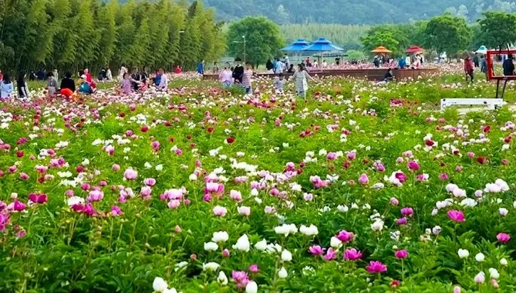 태화강 국가정원 작약원 / 사진=태화강 국가정원