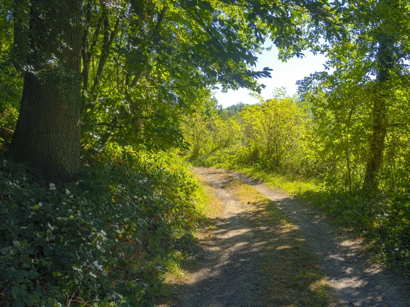 A Walk in Sunny Autumn (30147399935)