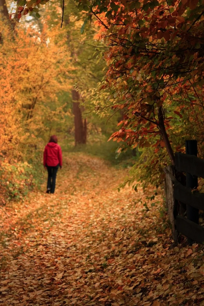 Autumn Walk (4061420114)