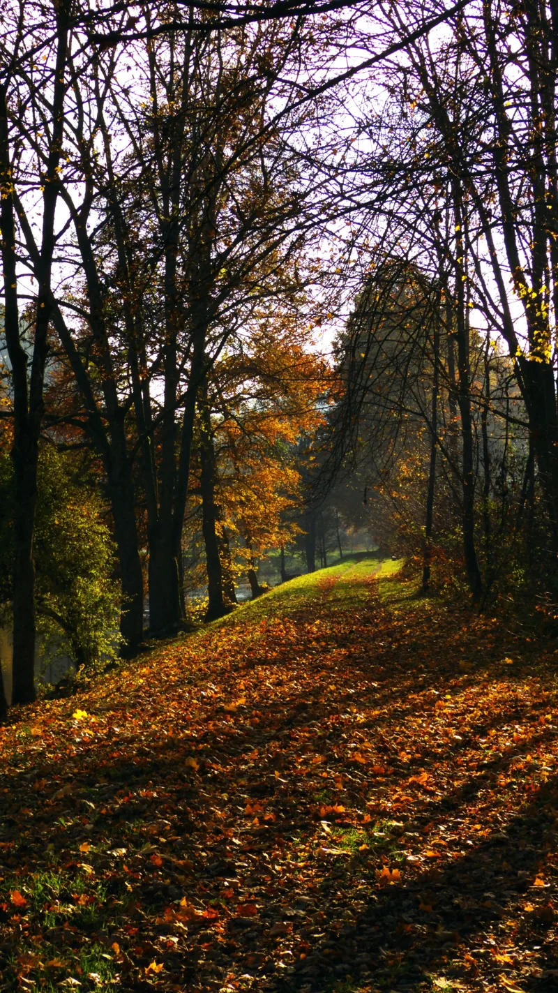 Autumn Walk - panoramio