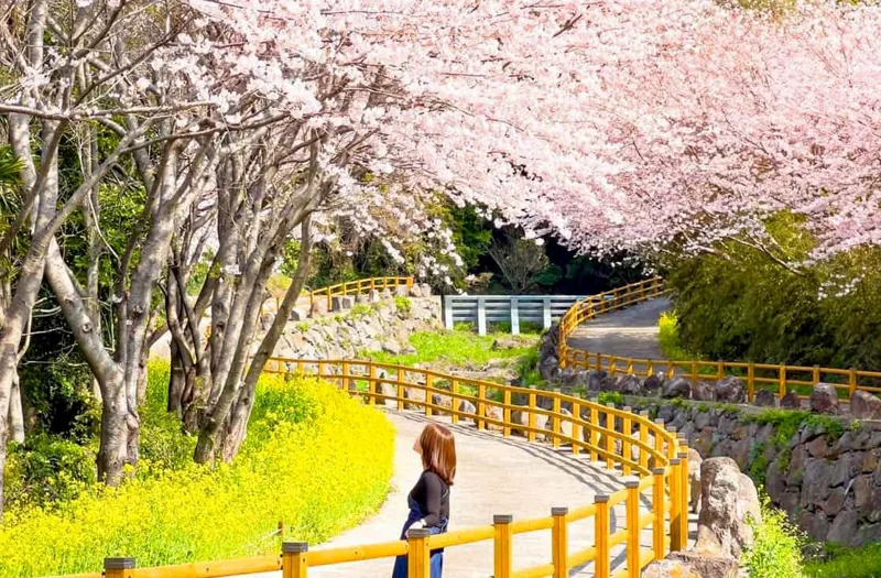 웃물교 벚꽃 여행 / 사진=yyo_oni 인스타그램
