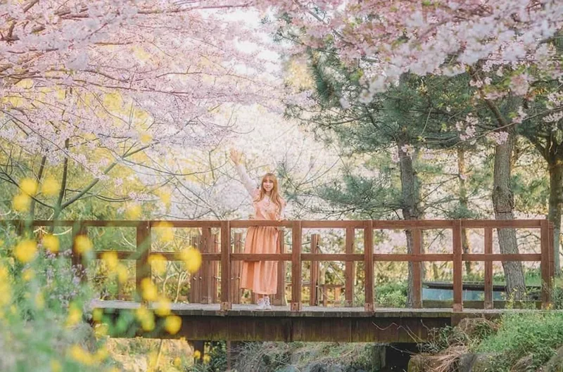 대왕수천예래생태공원 벚꽃 / 사진=sarangsnap_travel 인스타그램