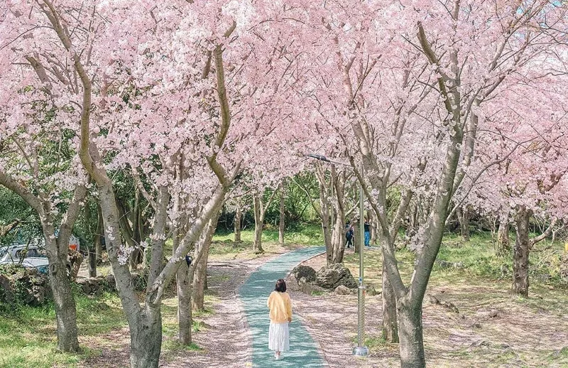 신산공원 벚꽃 / 사진=sarangsnap_travel 인스타그램
