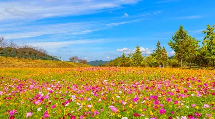 호국의병의숲 친수공원 코스모스 / 사진=한국관광콘텐츠랩