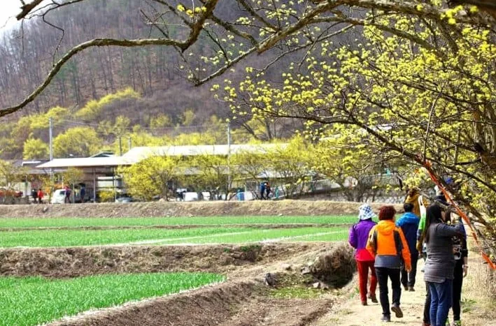 의성 산수유 꽃맞이 축제 모습 / 사진=한국관광공사 이범수